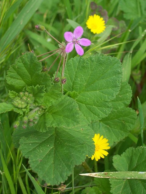 Erodium malacoides / Becco di gru malvaceo